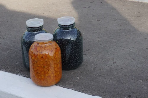 Gammelt nytt - ett år gamle rå multer på glass