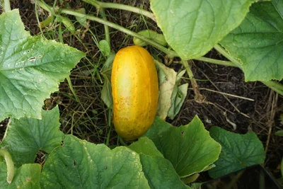 Gull fra Dvinas bredder