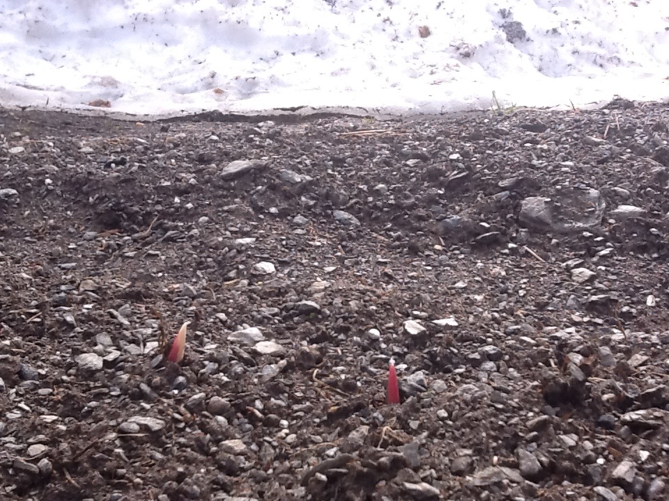 De rødlilla hvitløksspirene dukker opp langs snøkanten mens bakken enda er frosset.