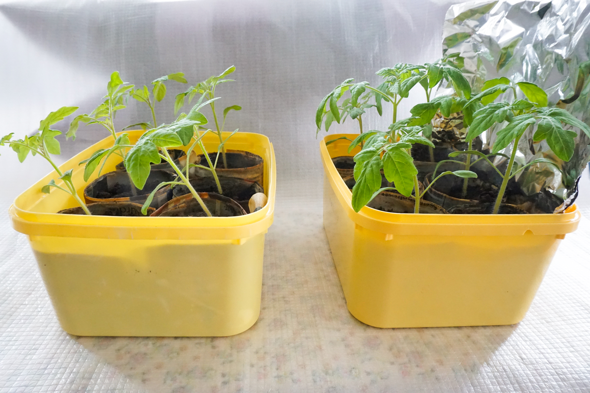 To grupper med samme tomatsort, samme størrelse ved start og samme vindusplassering, men den ene med aluminiumsfolie bak. Bildet taler for seg selv.