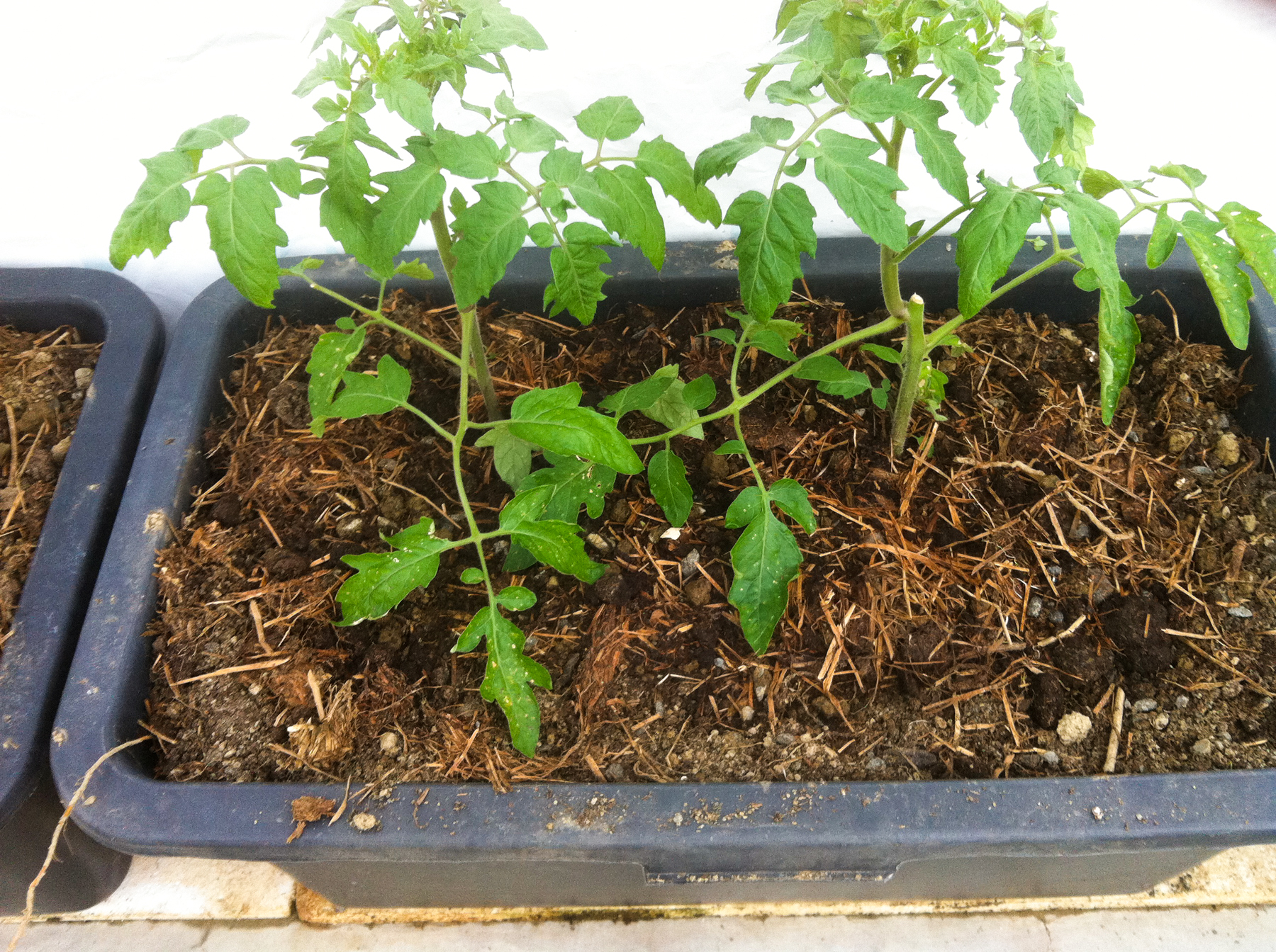 Tomatene ble i går plantet ut i en kortreist, hagenær jordblanding av leirjord, kompost og gammelt gress.