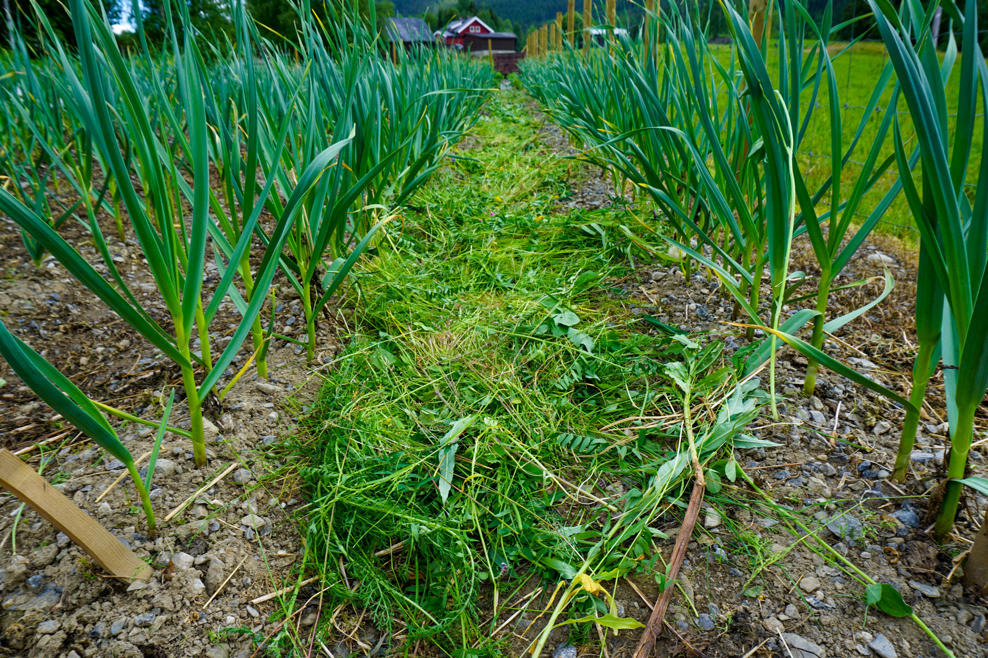 Gress slått i utkanten av hagen, blir godt dekke mellom radene av hvitløk.