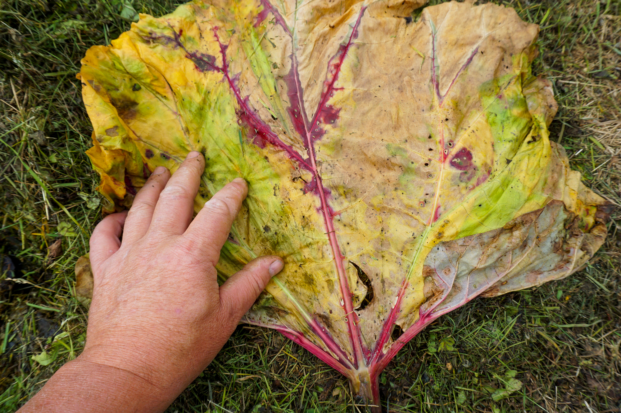 Rabarbrablader som har ligget noen dager, blir myke og føyelige og er lette å dekke med.