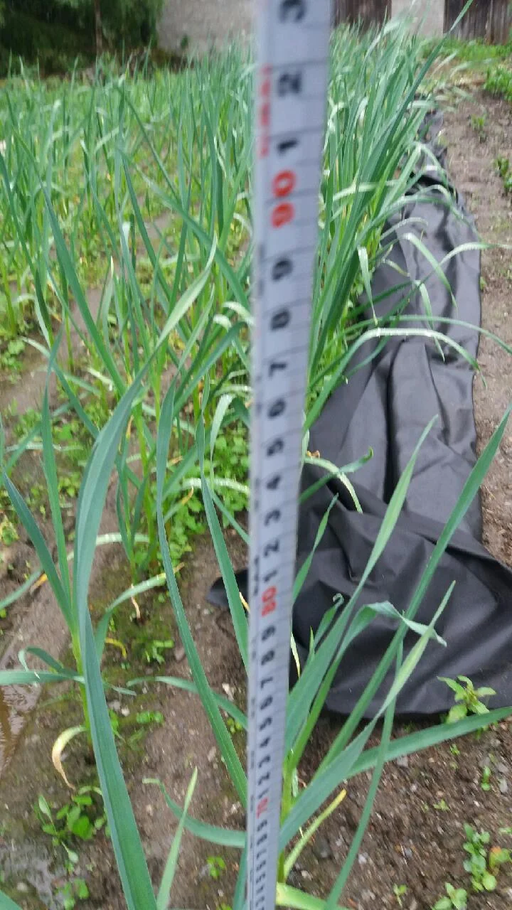 Margitt Brattvold. 28 juni 440 moh i Valdres. Ca 90 cm høye