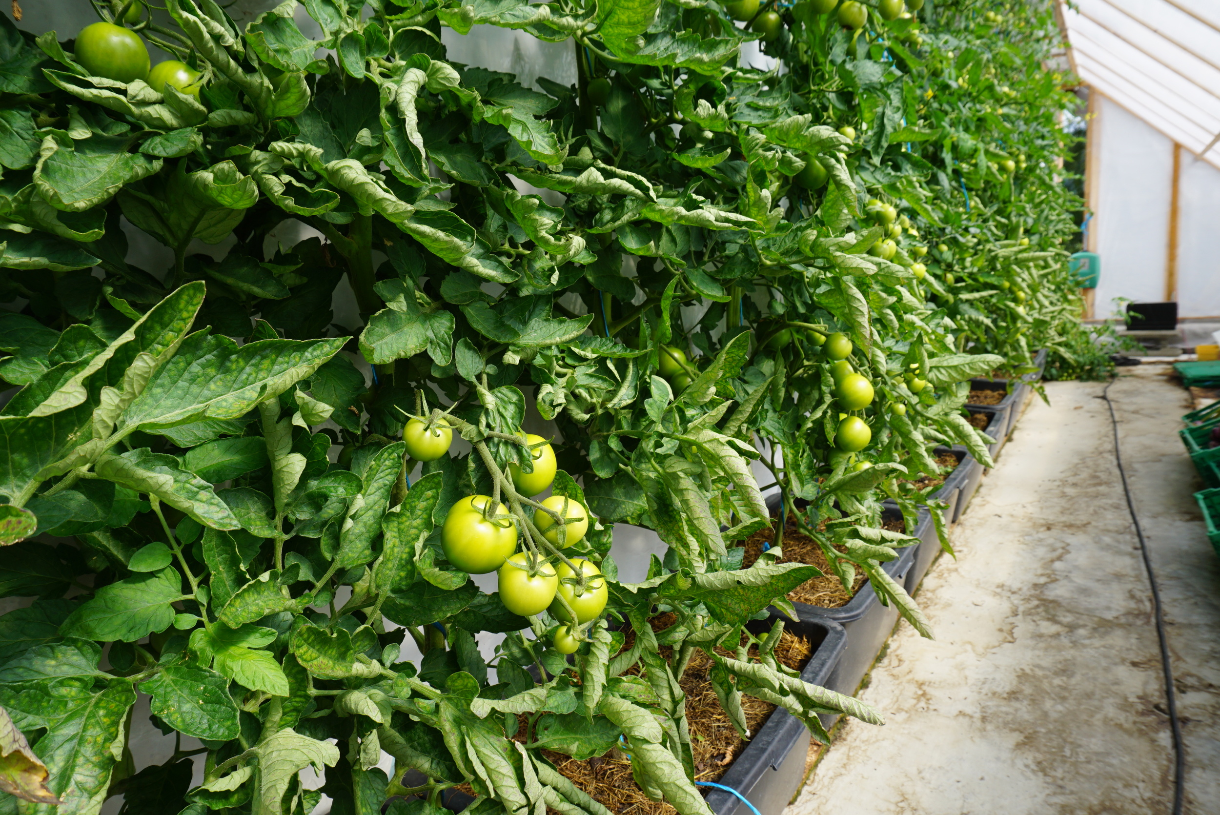 Tomatplantene har vokst veldig bra med bare brenneslevann.