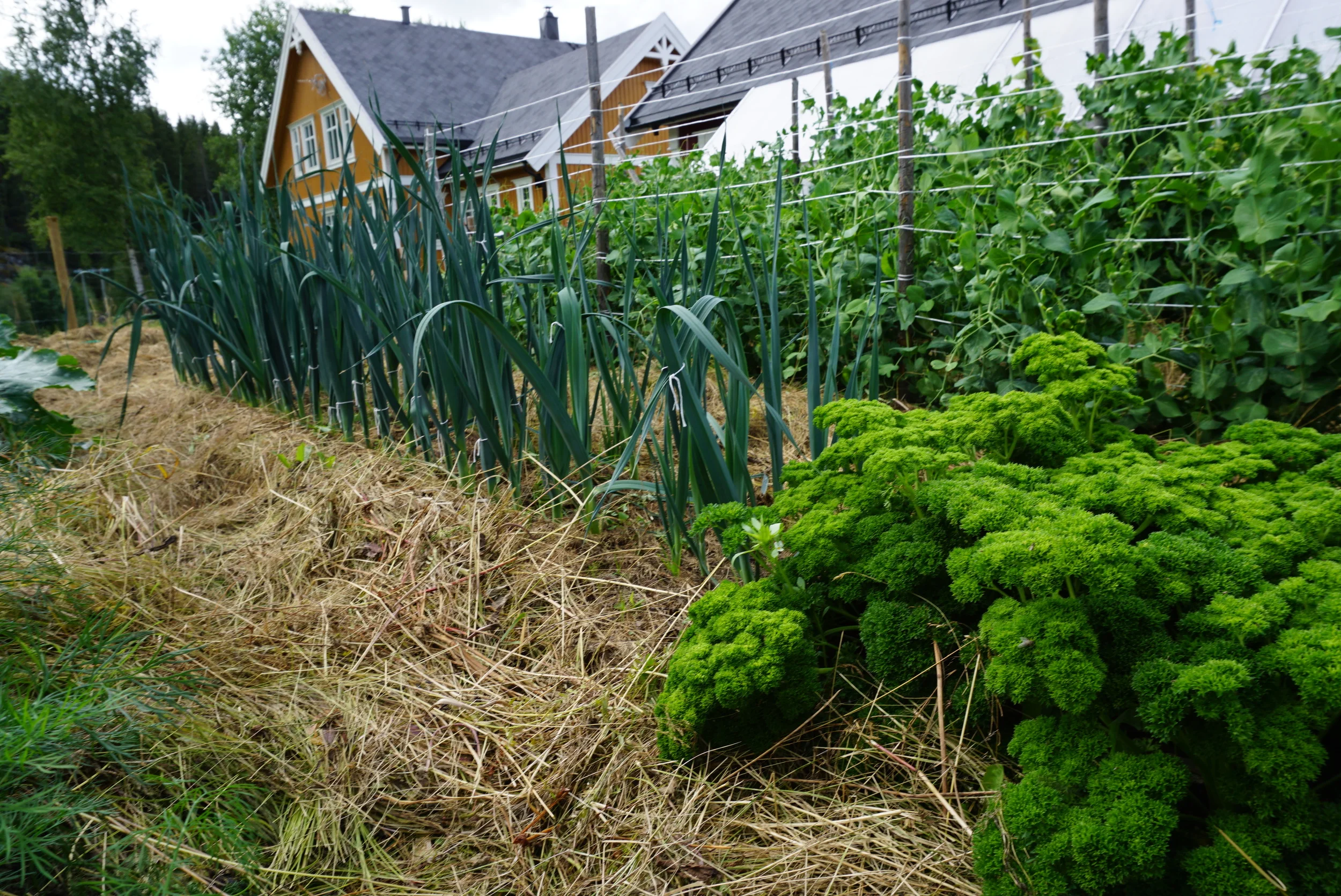 Beredskapshagen 31.juli - på godt og vondt