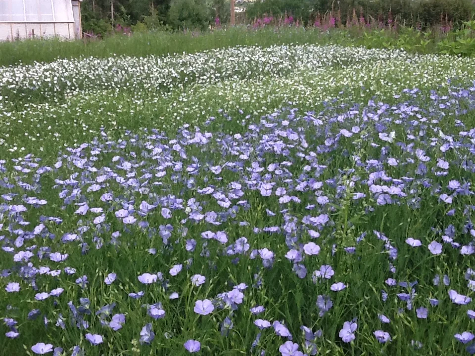 Lin - landbasert Omega 3