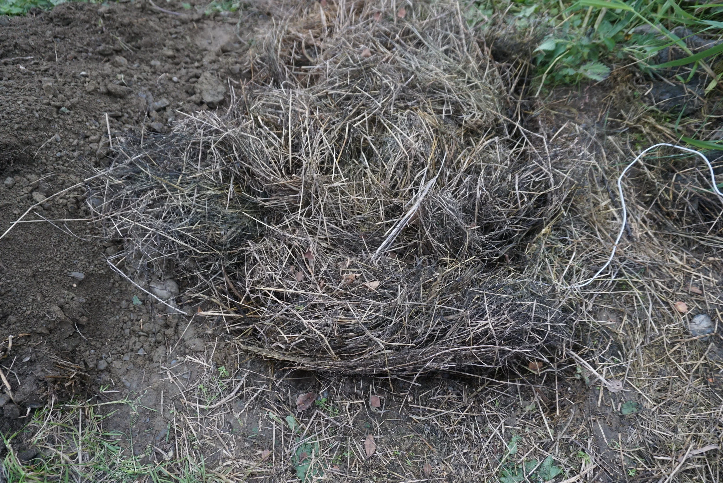 Over plankene og godt ut på siden la vi 30 cm med det tørreste gresset vi fant.