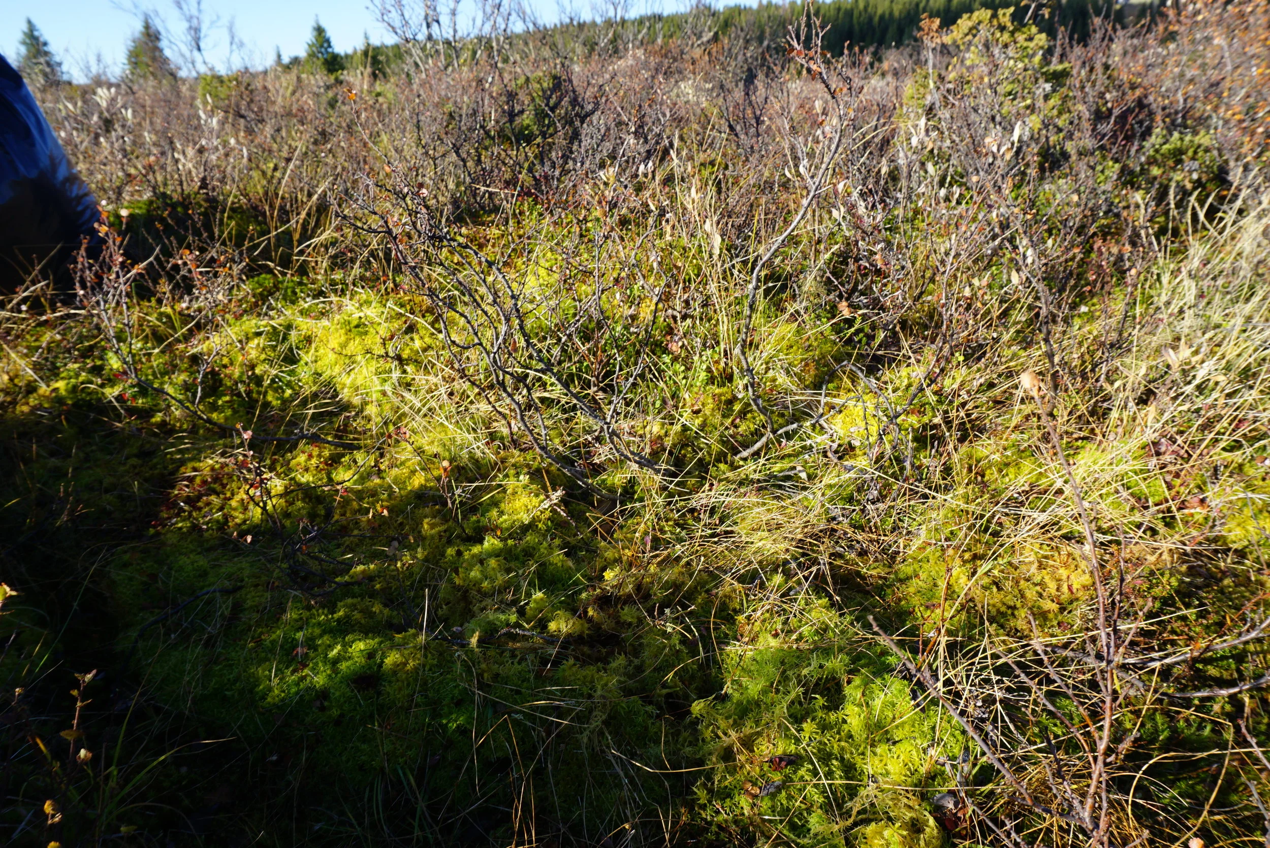 Hvitmosen vokser på de fuktigste myrområdene.