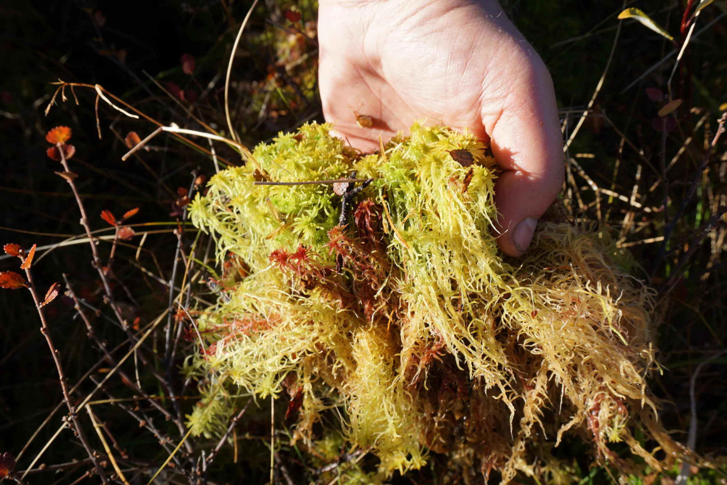 Den er lett å skille fra annen mose med sin dype lyse vekst