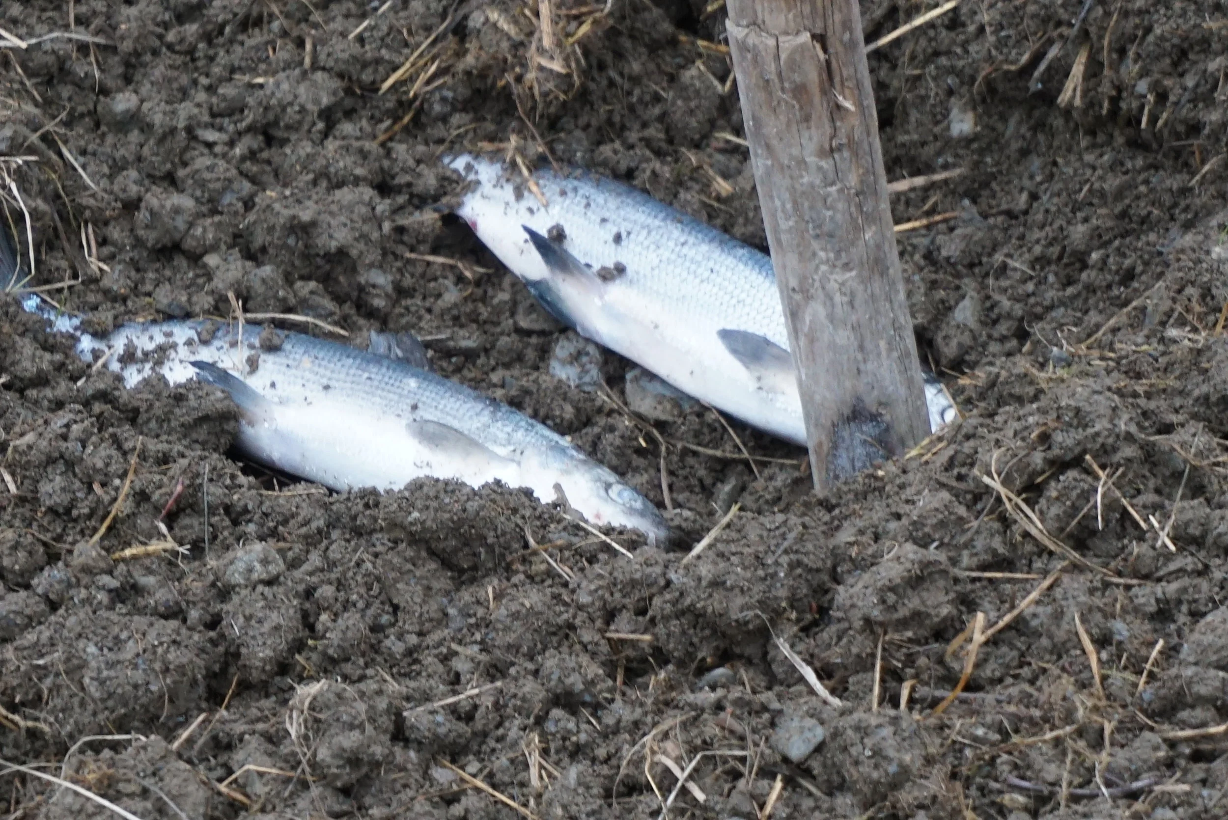 Sik, sild og torskehoder på gjødselplanen