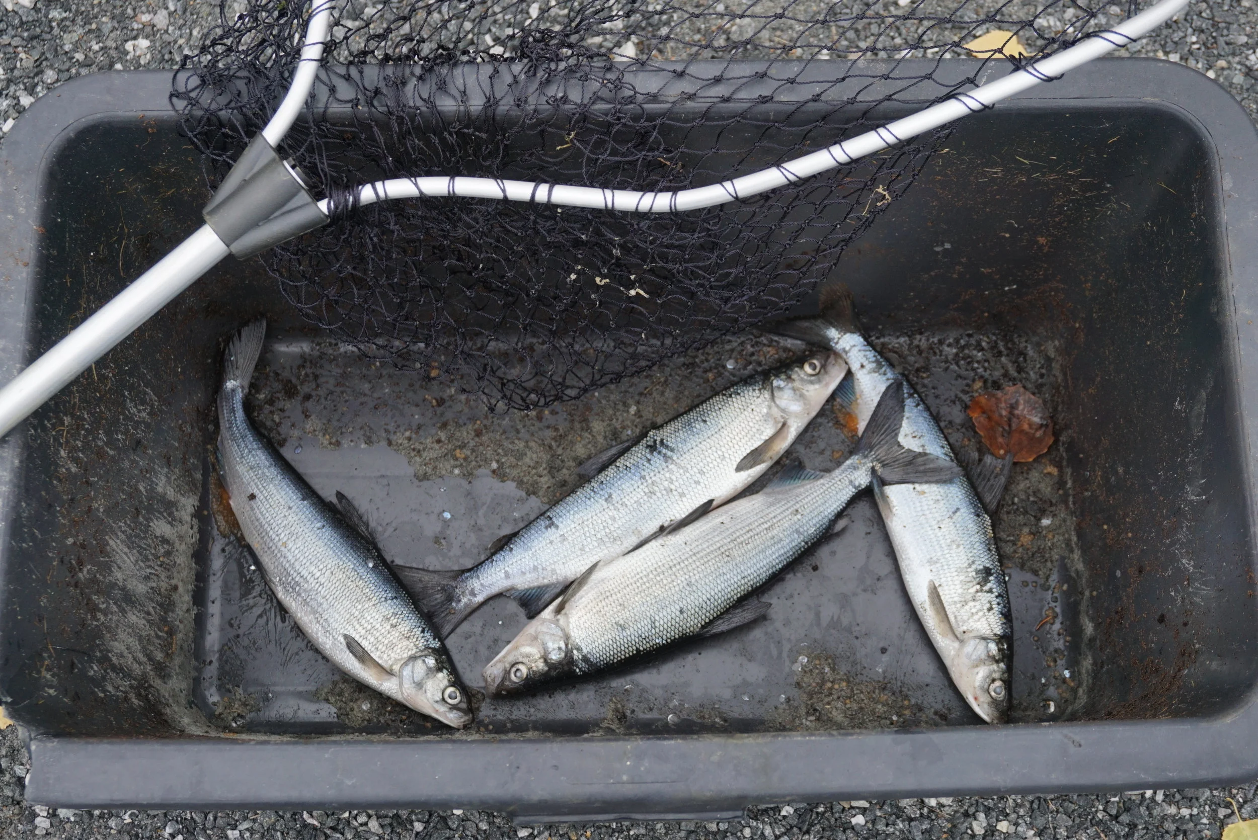 Med en langskaftet håv og god hodelykt er siken forholdsvis lett å fange. Den tiden det var aktivt sikfiske om høsten, kunne enkelte håve 100 kg på en kveld.