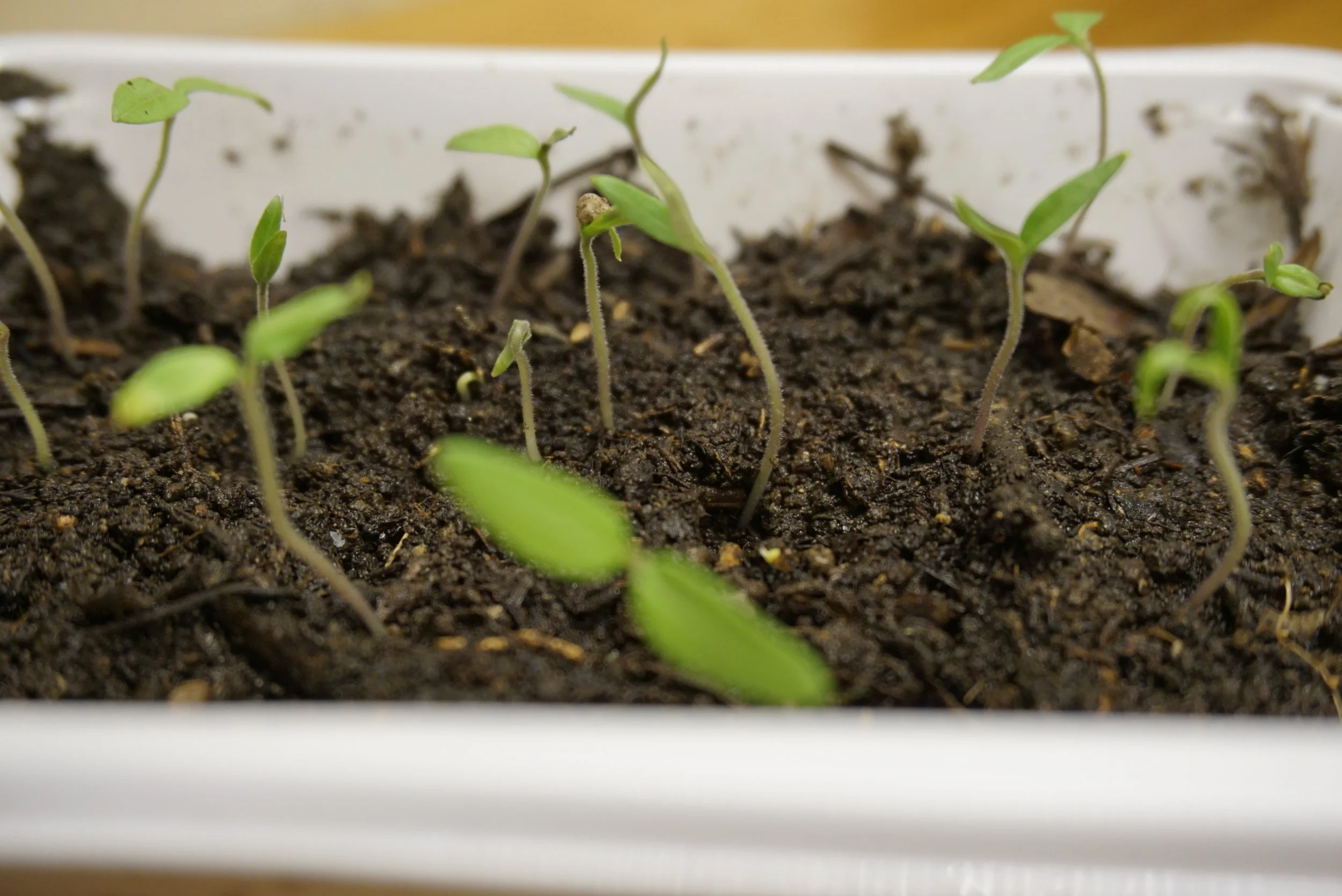 Tomatfrø fra minus 20C  til pluss 20C + vann + en uke = DETTE
