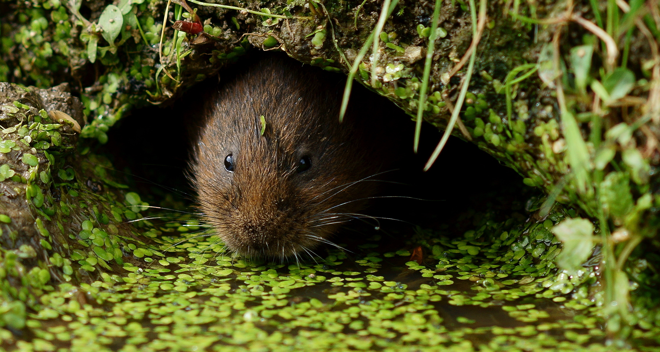 På tross av sin naturlige tilknytting til vann og våtmark, flytter den ofte langt inn på tørre bakker. Foto: Peter Trimming