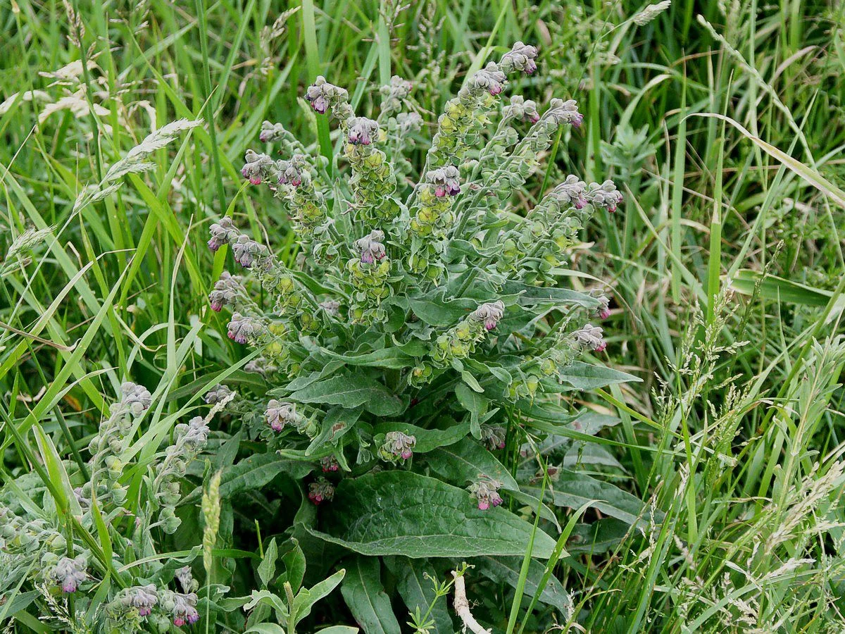 Hundetunge (Cynoglossum officinale) skal i følge Galina Kazima være en plante vånden missliker og som kan fungere som "gjerde" rundt kjøkkenhagen. Foto: Naturshow.dk