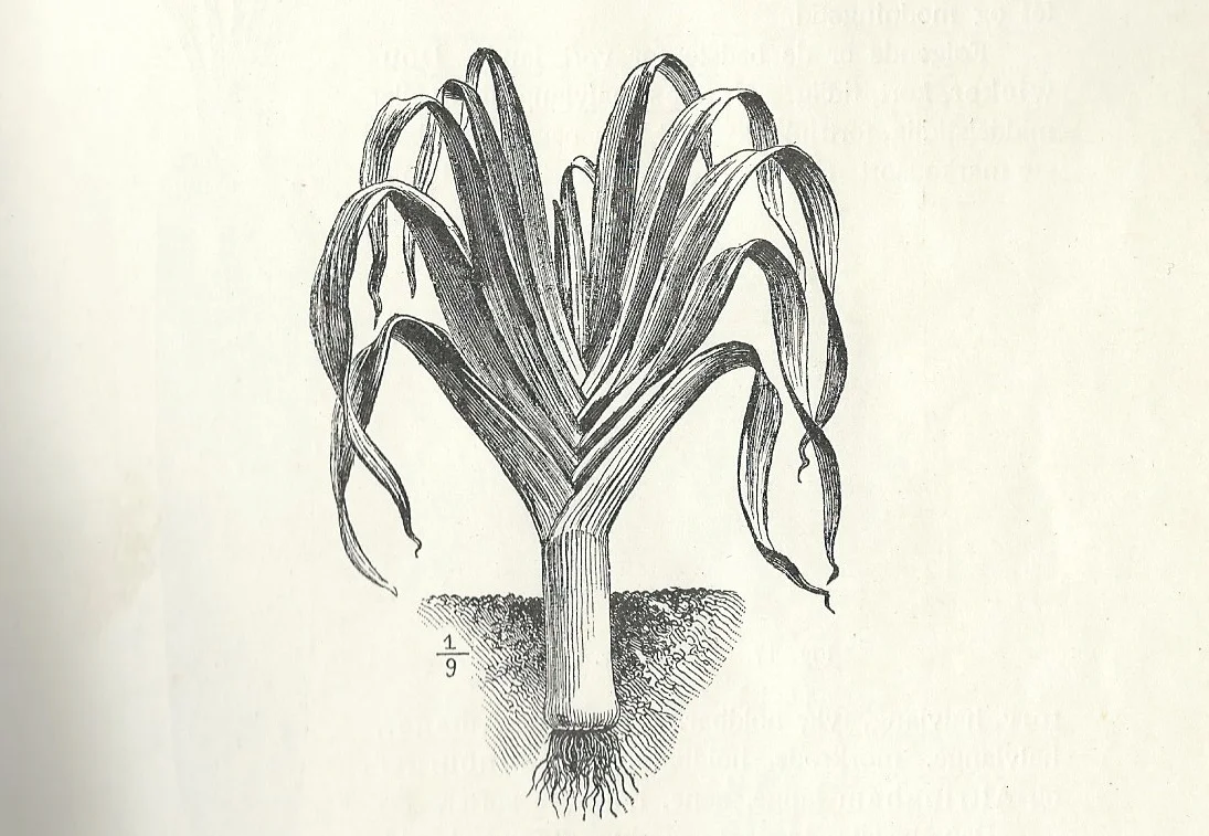 Tegning av purre fra boken Havedyrking av Sigurd Lysbakken 1909