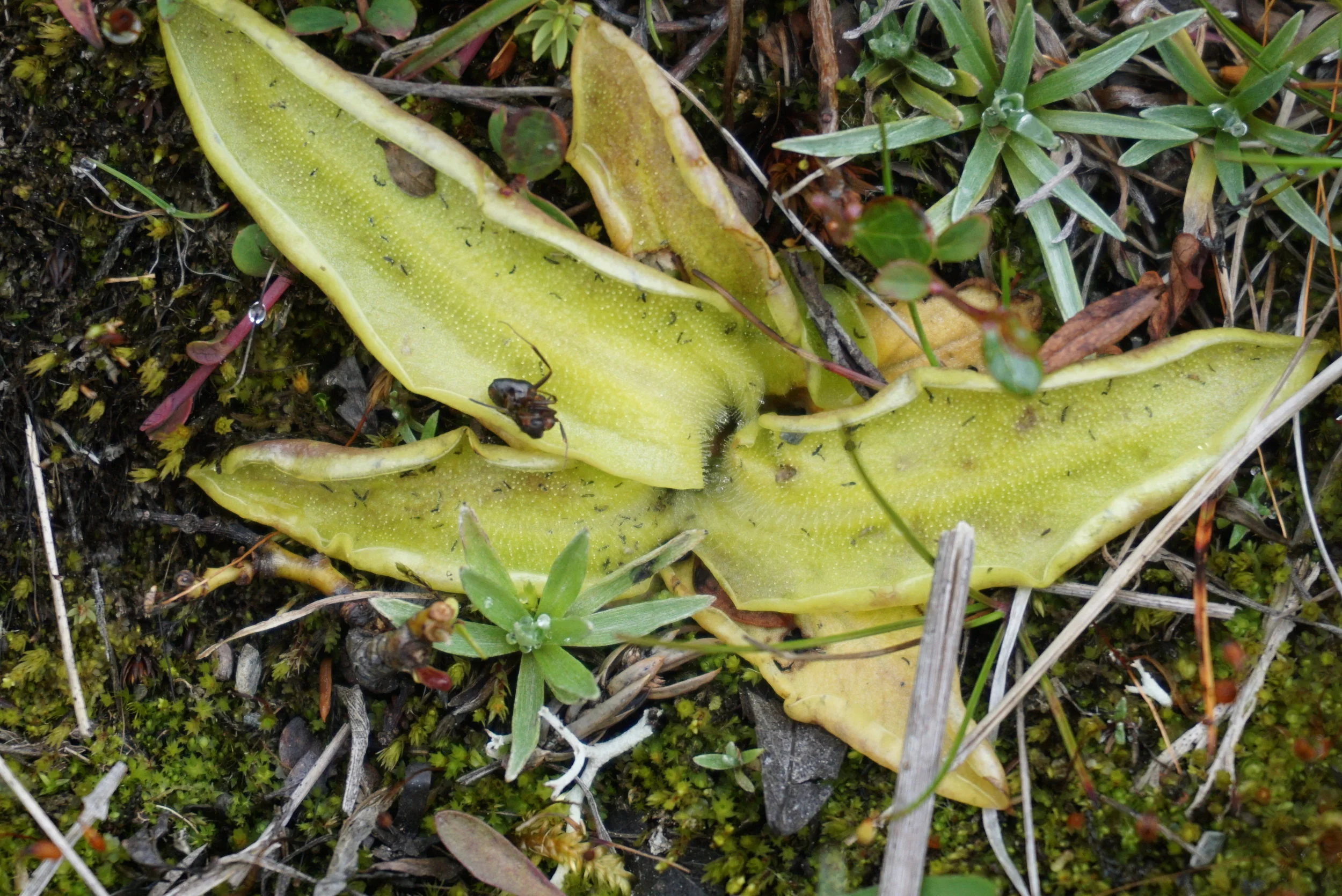 Tettegress -  planten som gjør melk til lagervare