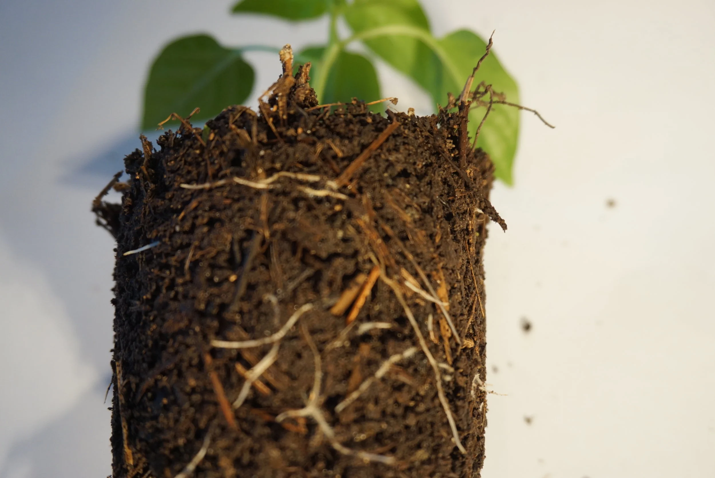 En Chilliplante to uker etter prikling. Hvite røtter i god utvikling og planten i god vekst forteller om trivsel.Denne jorden er en blanding av husholdningskompost, halvråttent gress og orejord.