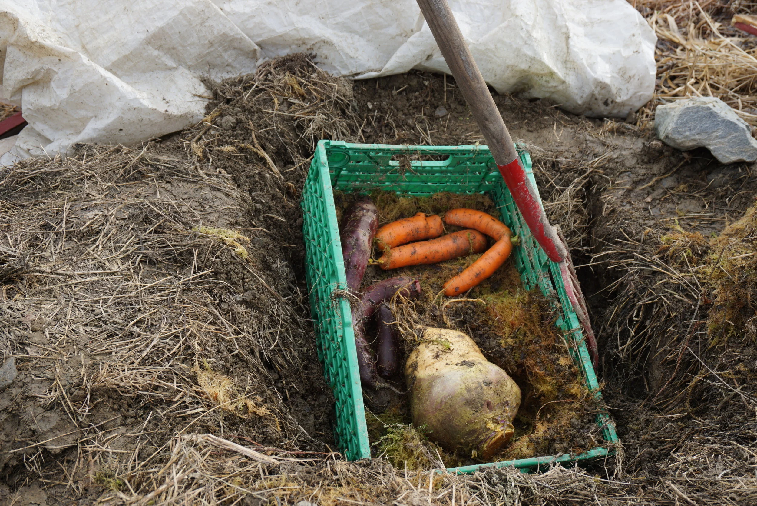 Utgravd etter 6 måneder i provisorisk jordlager.