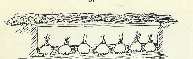 Lagring av sellerirot i jordgrop med "tak" av planker og dekke av halm, løv eller granbar. Bilde fra Hagebok for heim og skule 1949