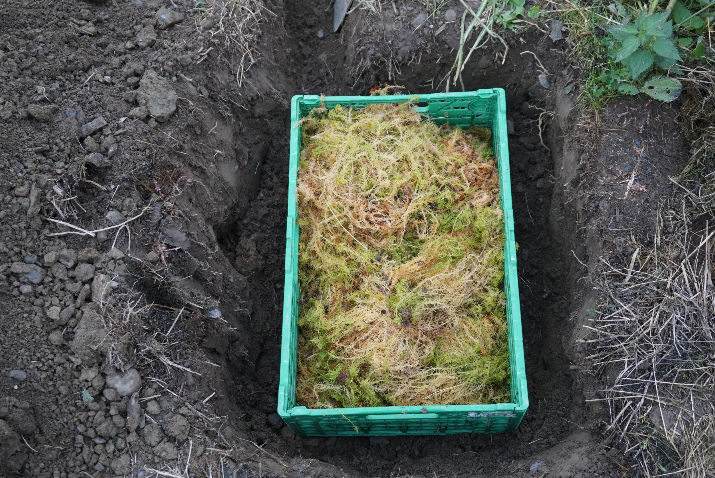 Kassen med rotvekster nedsenket i grop