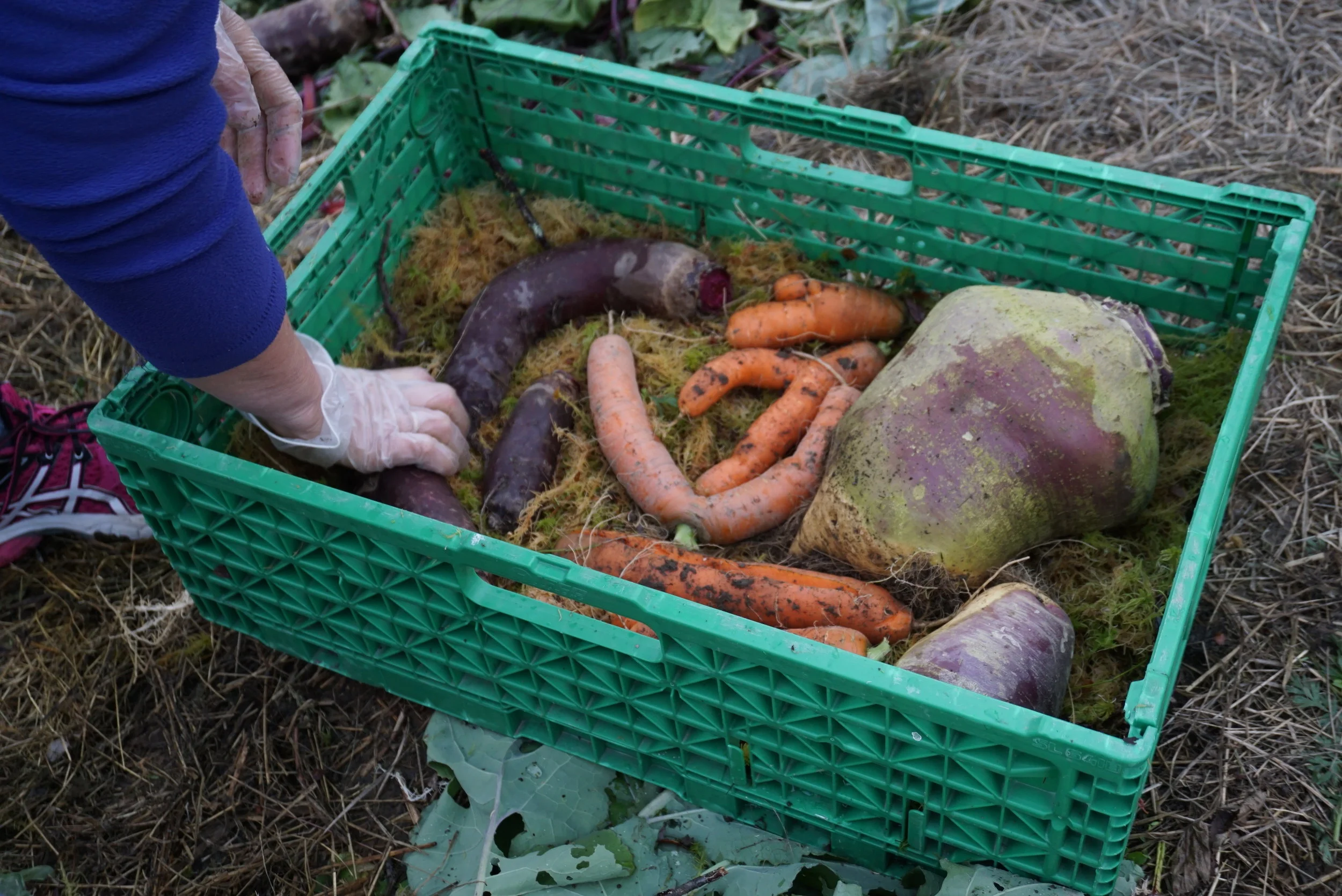 Et utvalg rotgrønnsaker pakkes ned for en liten lagringstest.