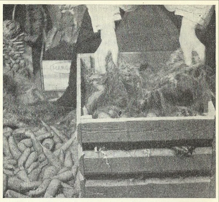 Kvitmose var professor Moen sitt første valg for å lagre rotgrønnsaker i. Bilde fra Hagebok for heim og skule 1949