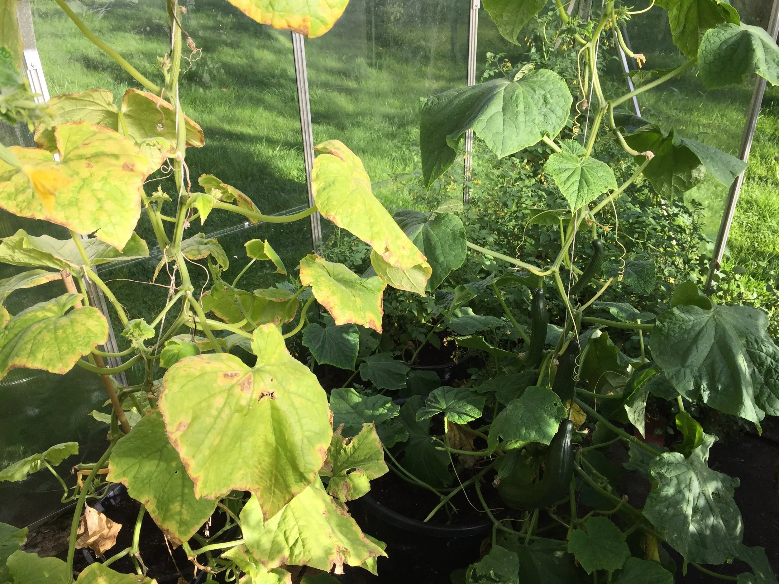 Med poding av agurker på kursplanen