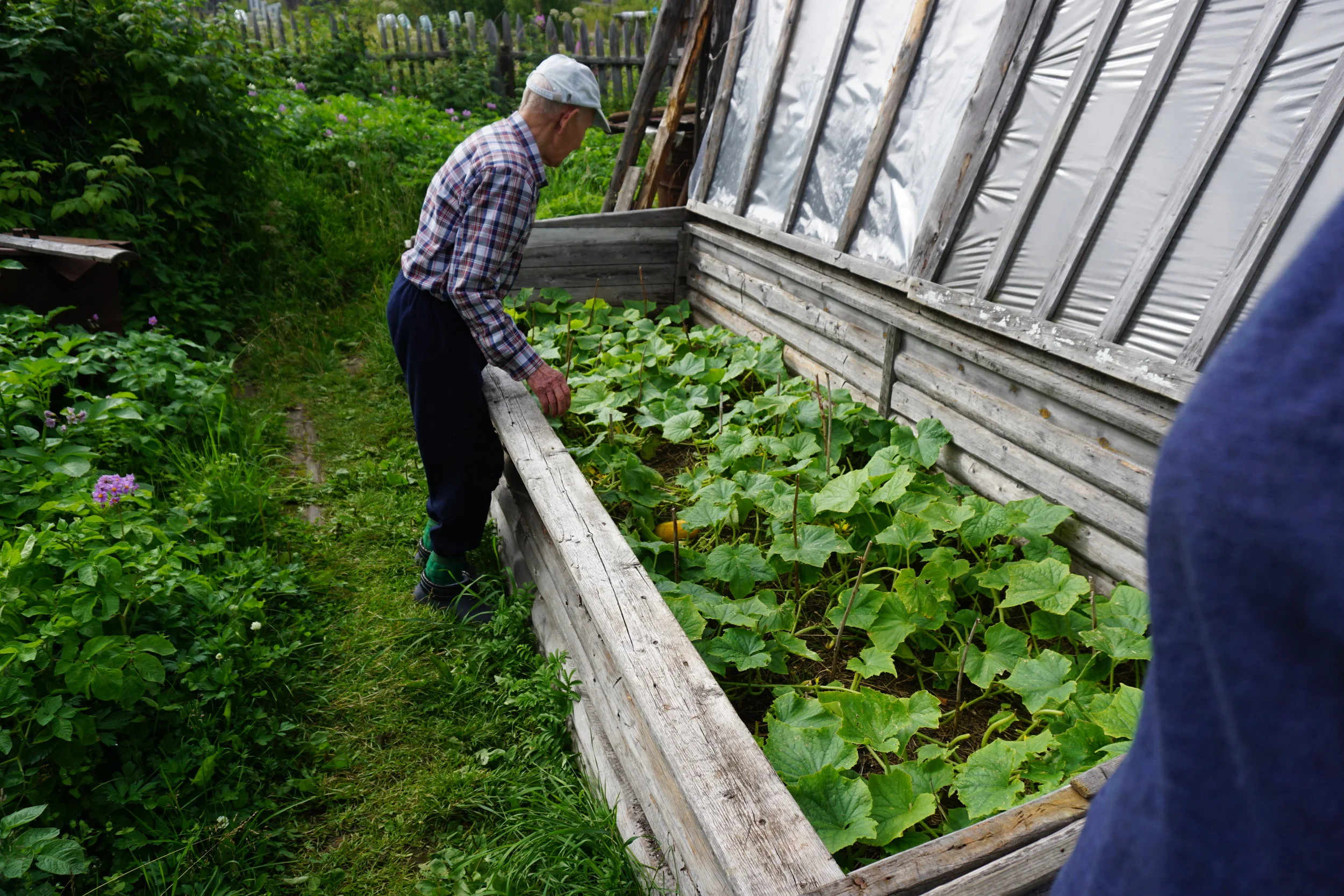 Den gamle mannen dyrket de samme asieagurken han hadde dyrket hele livet. Frøene hentet han fra agurker som fikk modne helt og bli gule før han hentet ut frøene, vasket de rene og la de til tørk. Selv driver han frem årlig nye frø og lagrer de tørt i romtemperatur. Men agurkfrø er like greie å fryse som alle andre frø.
