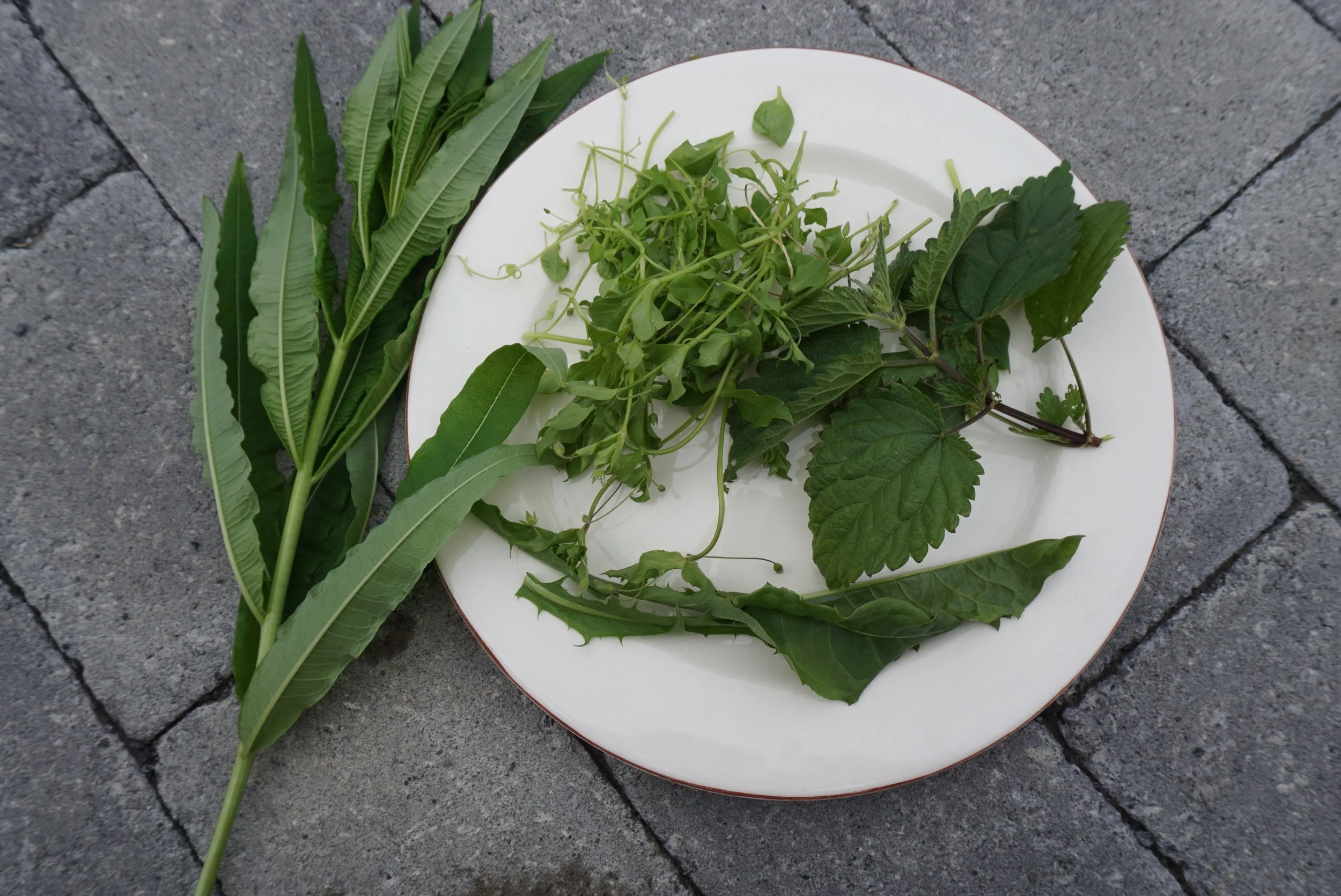 Både vassarve, brennesle, løvetann og geitrams har sine matnyttige sider.