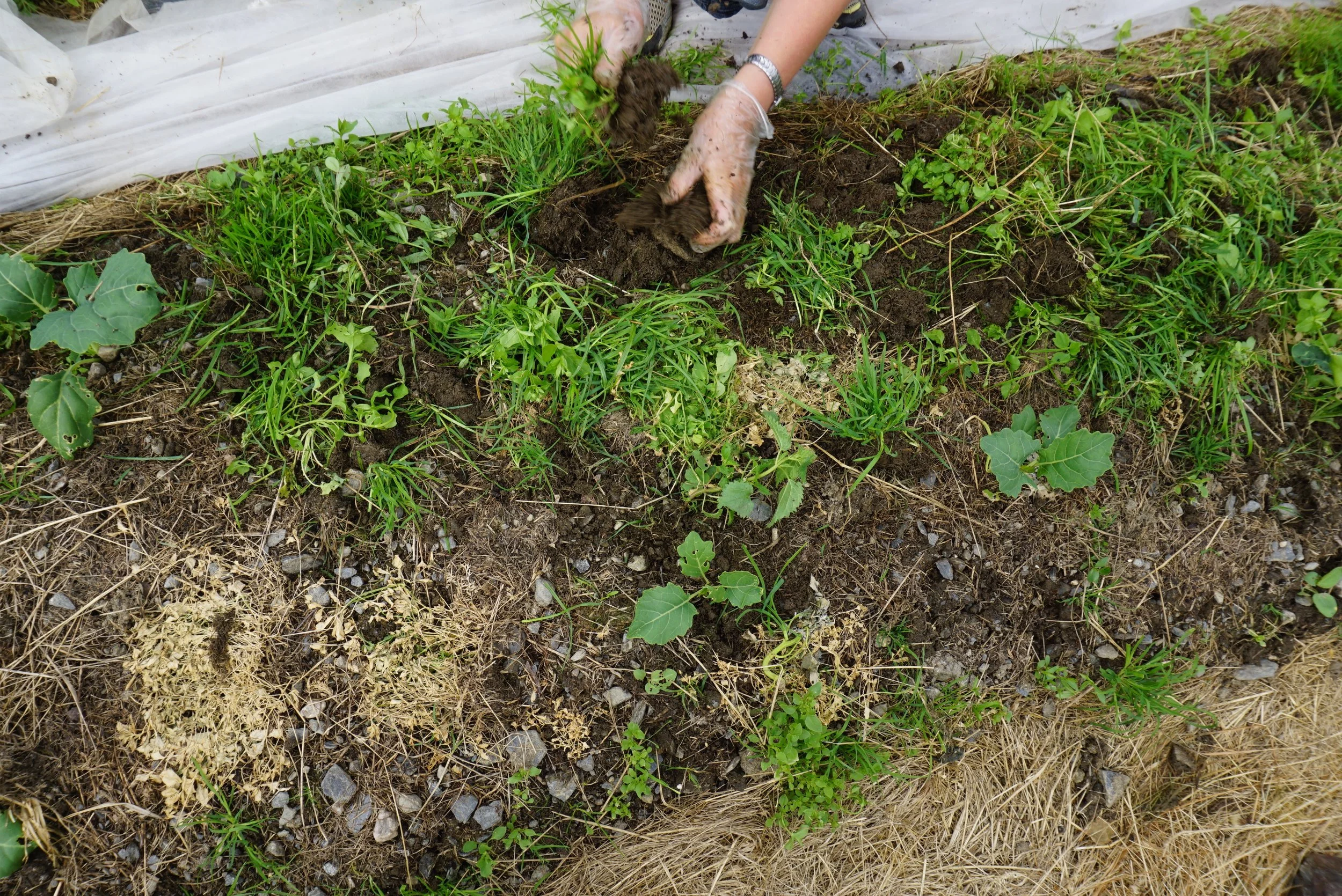 Om ikke alt er interessant i salaten, så er det allikevel mye ugress som kan nyttes som matvekster.