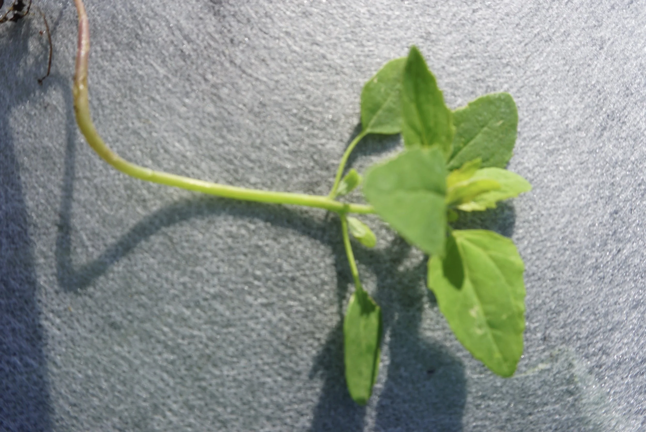 Ung meldestokk er en ganske nøytral og god erstatning for vanlig salat.