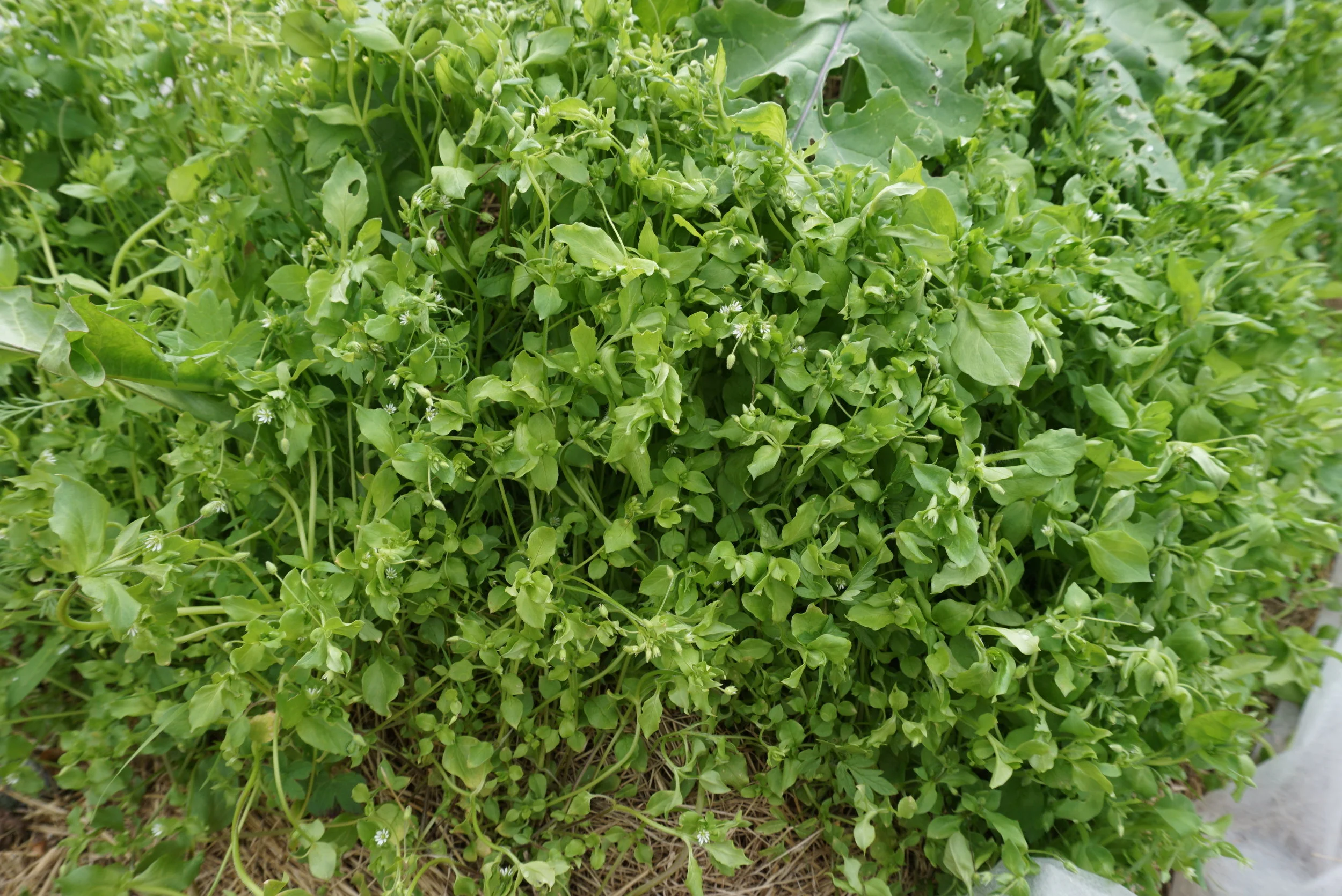 Mat er kanskje ikke det første man tenker på når en slik vassarve tue dukker opp. Men den er både spiselig og helt grei på smak.