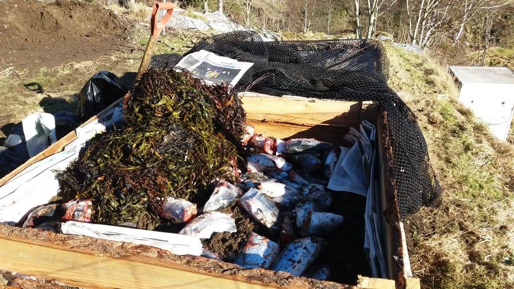 Hva som kan komposteres og bli til god næringsrik jord, er en konstant utforskning. Tilbake i gammel litteratur finner Merethe mye om både tang og fiskeslo på gjødselplanen. Å holde skadedyr unna er det mest utfordrende frem til komposten er brutt ned, men et kraftig nett kan løse mye.