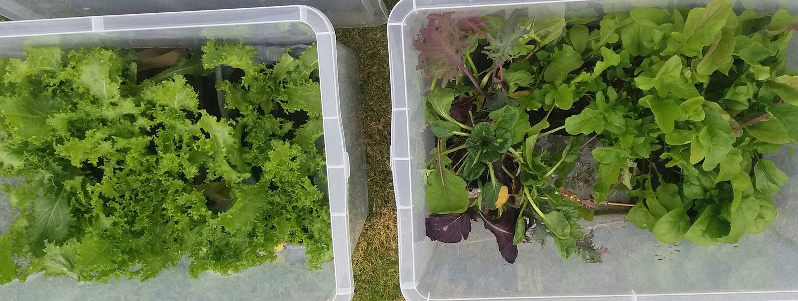 Plastkasser med lokk til lagring, er fantastiske små drivhus. Hele året dyrker Merethe ferske grønnsaker på verandaen. Med et mildt kystklima og lokk som kan justere luftingen etter været, er veksten upåklagelig