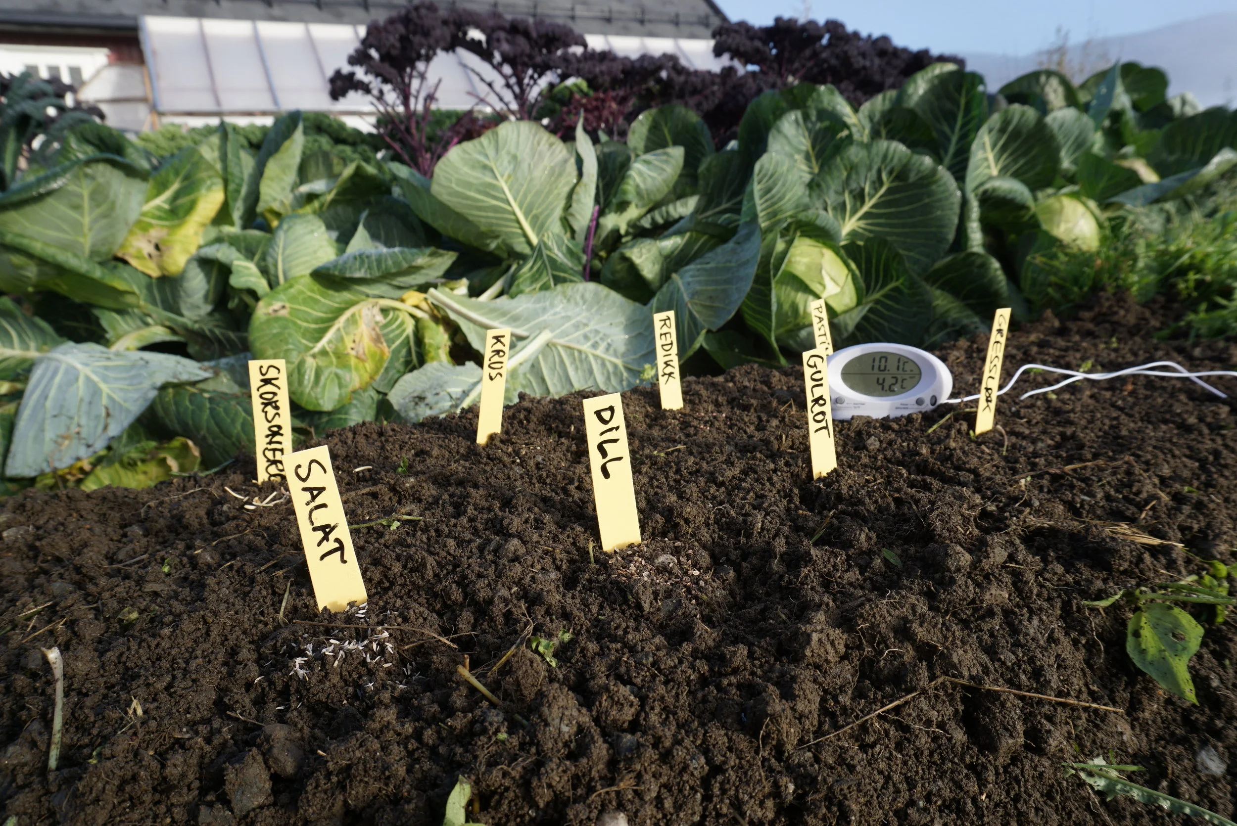 Høsten - også en såtid i grønnsakshagen