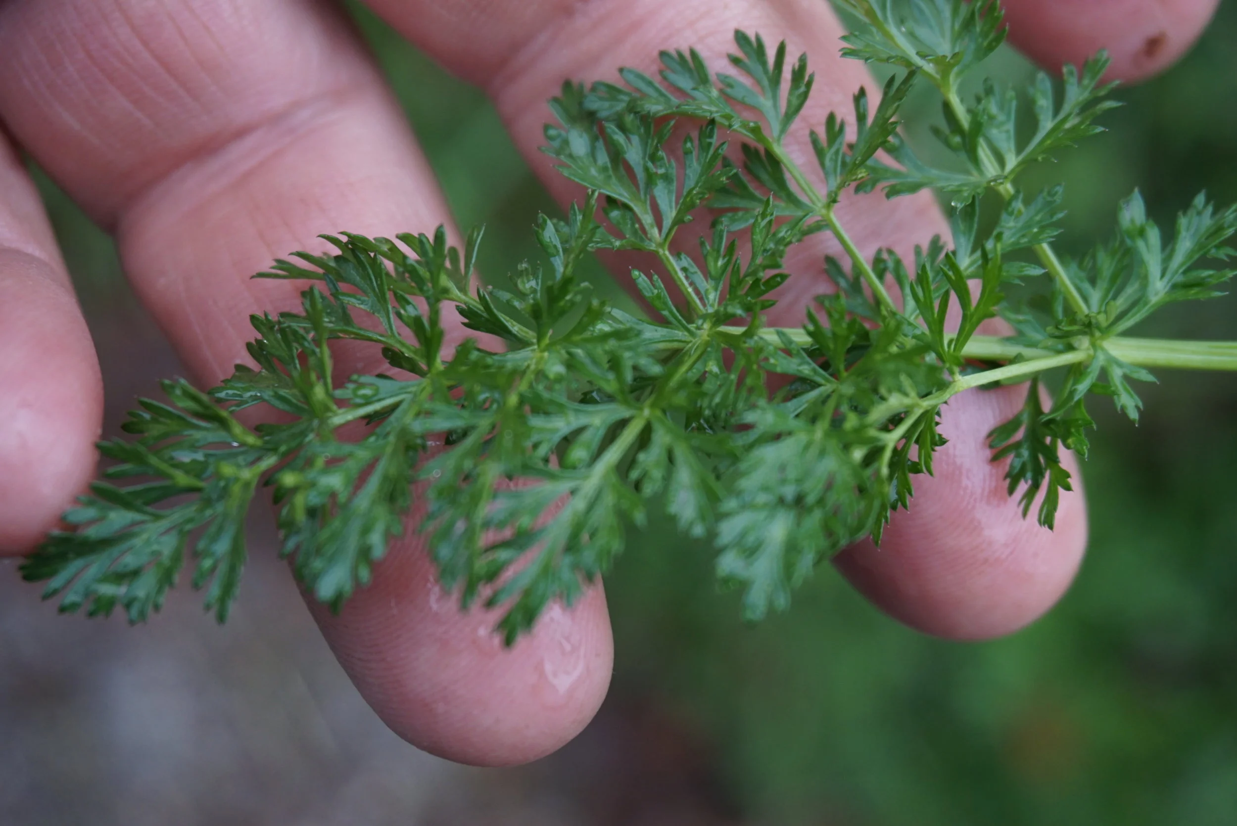Karvekål - en glemt grønnsak?