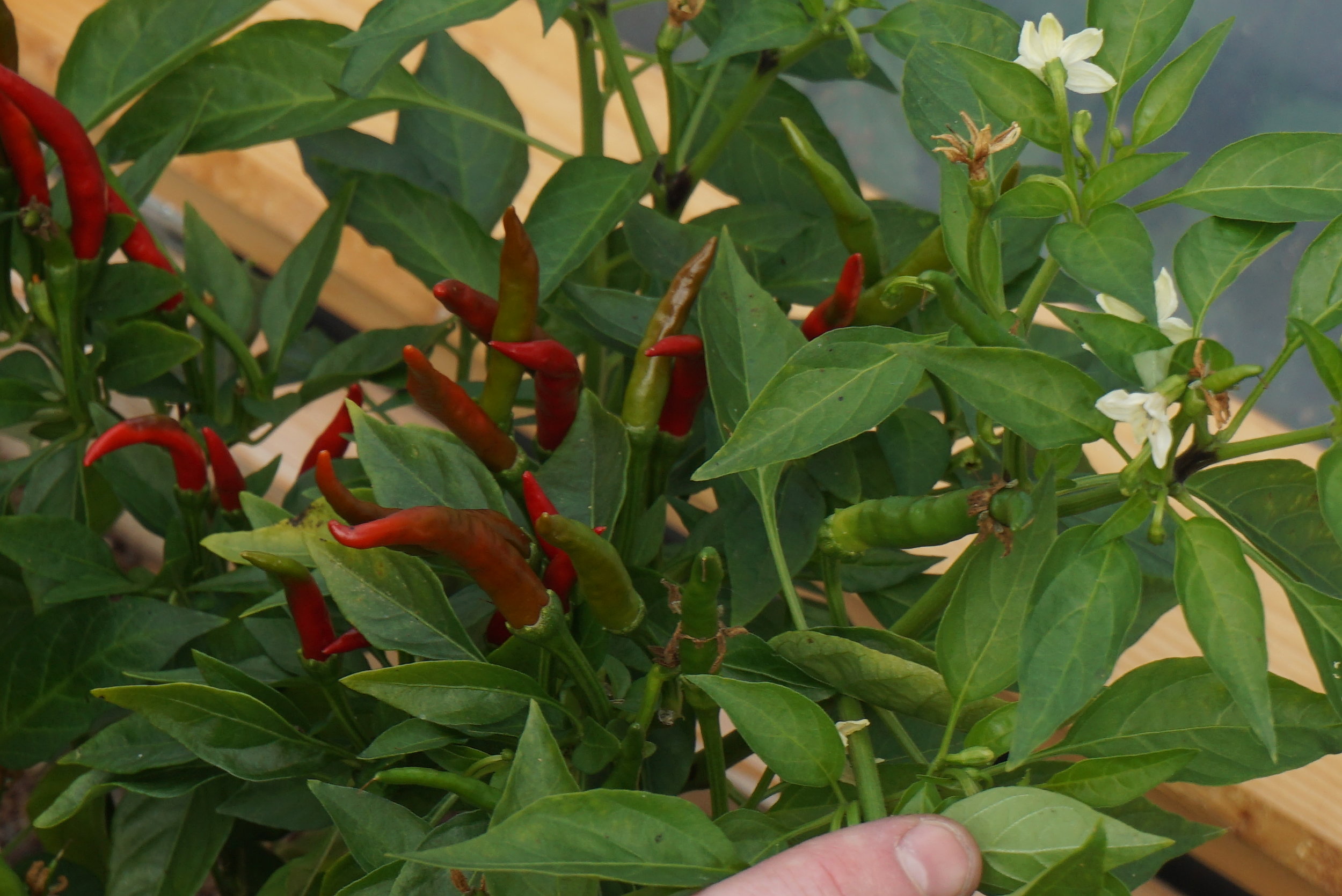 Chilli for norske kjøkkenhager?