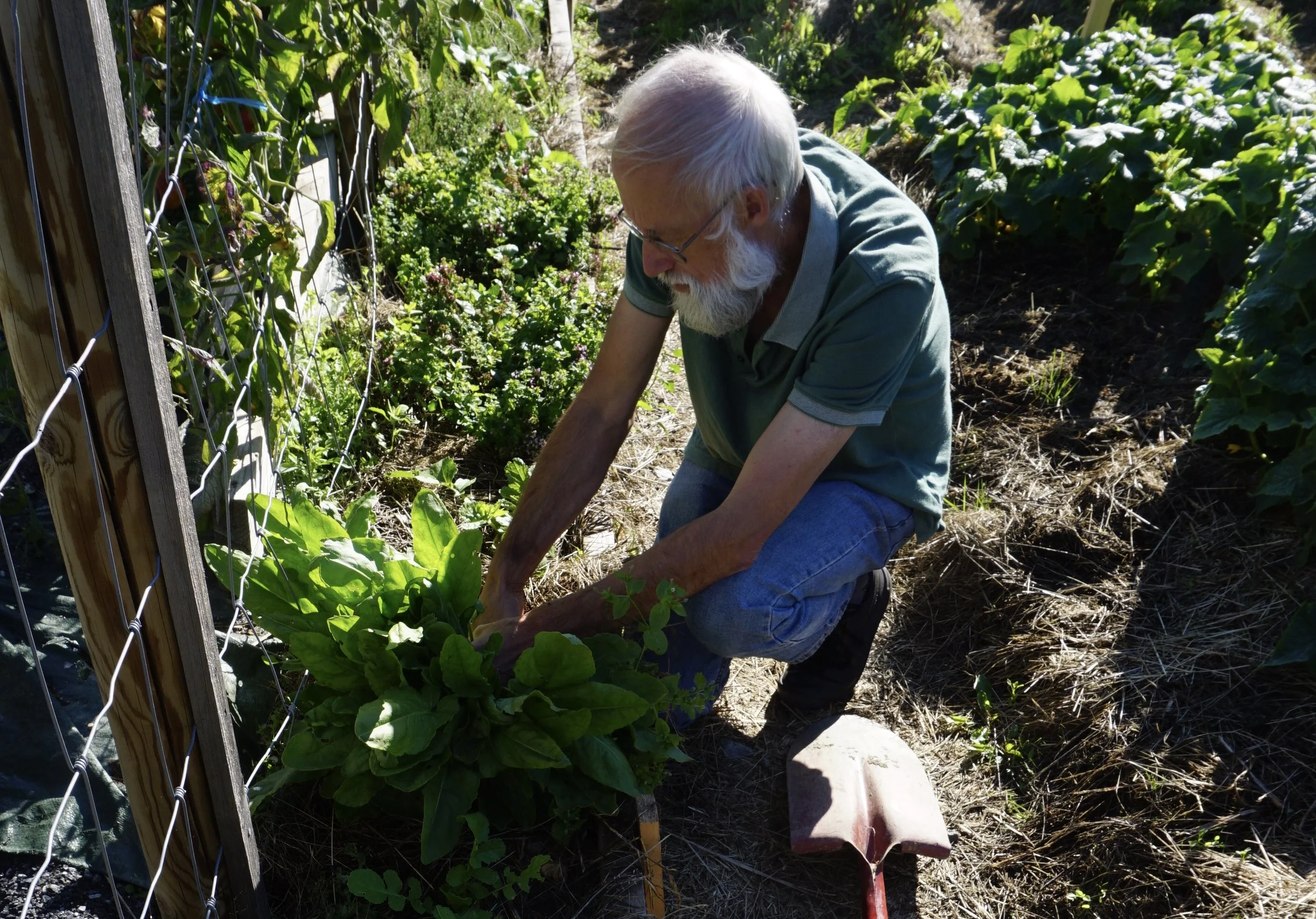 Han samler planter for livet