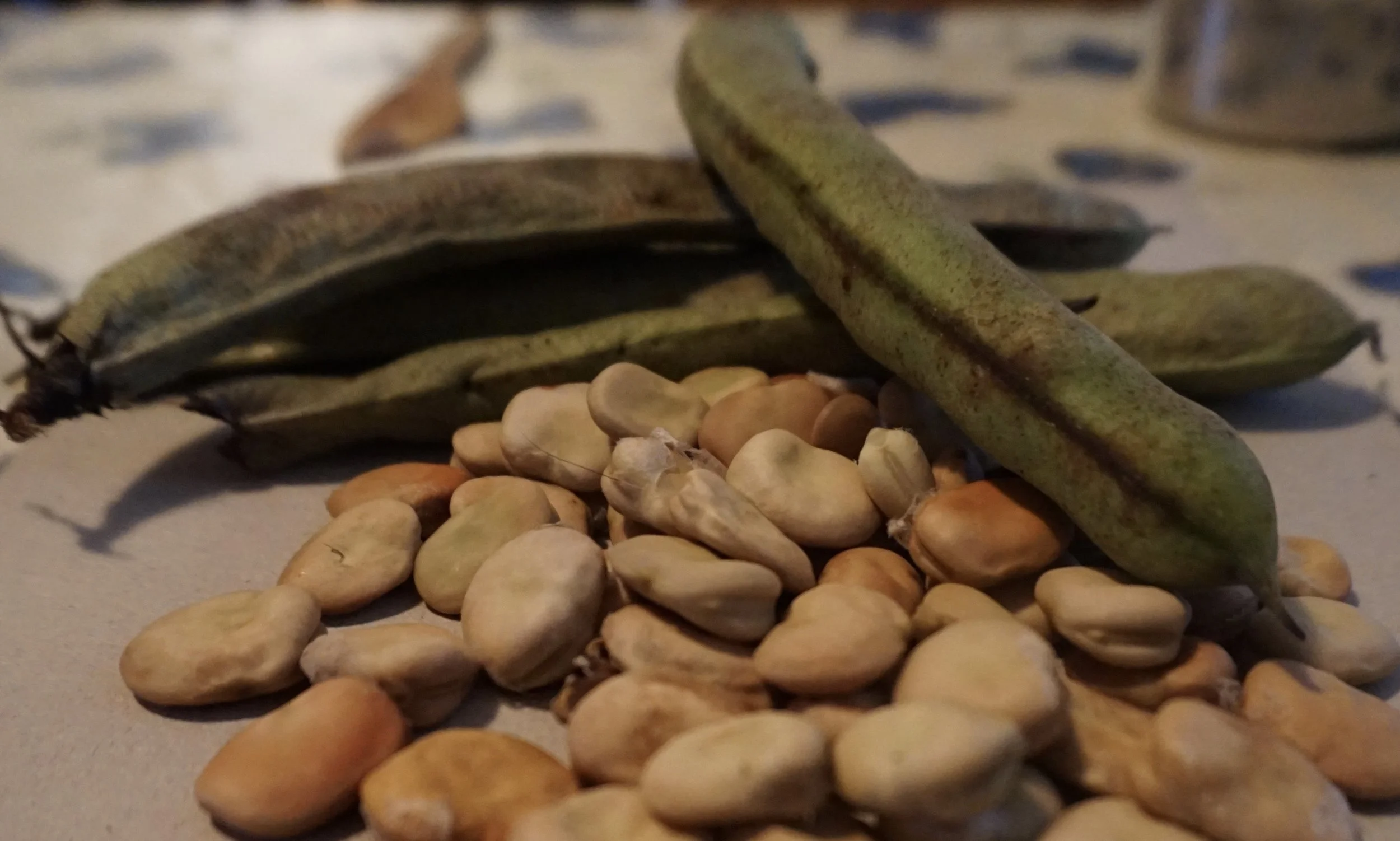 Bondebønnen - jordforbedrer, pålegg og middagsmat