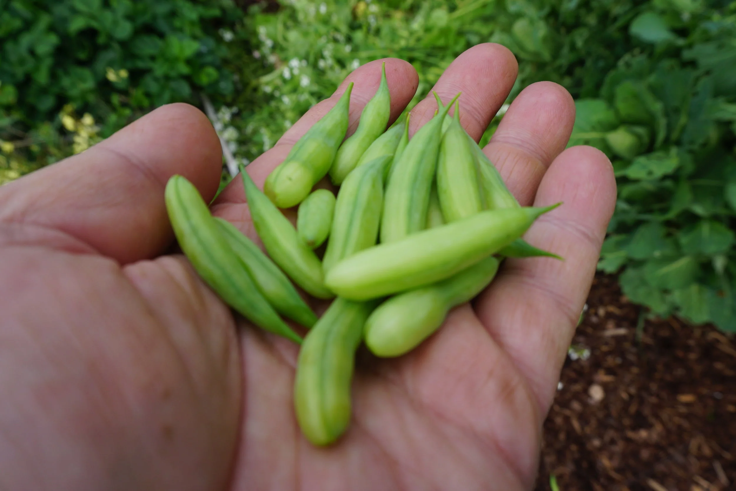 Reddikens "sukkererter"