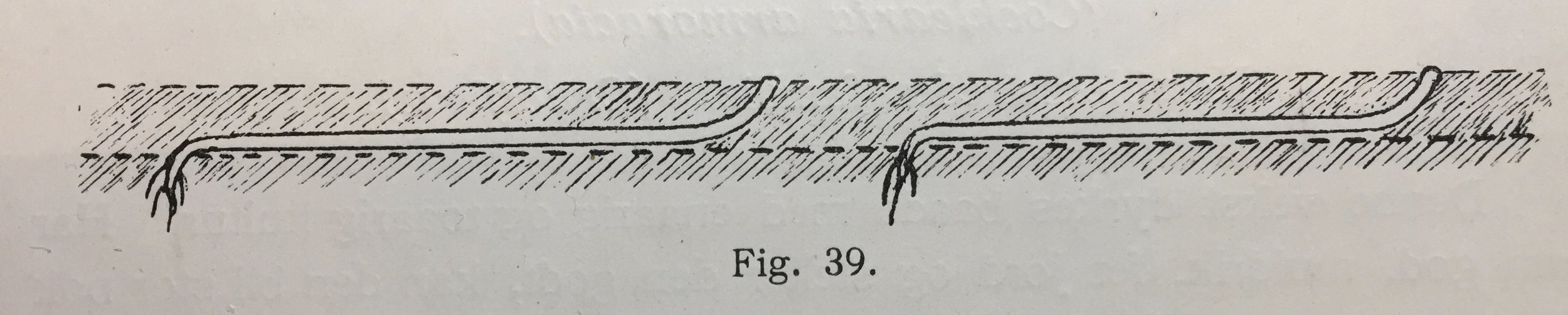 Et tilsynelatende kjedelig bilde i en lærebok fra 1909 gir oppskriften og forklaringen på lange jevne, tykke og fine pepperrøtter.