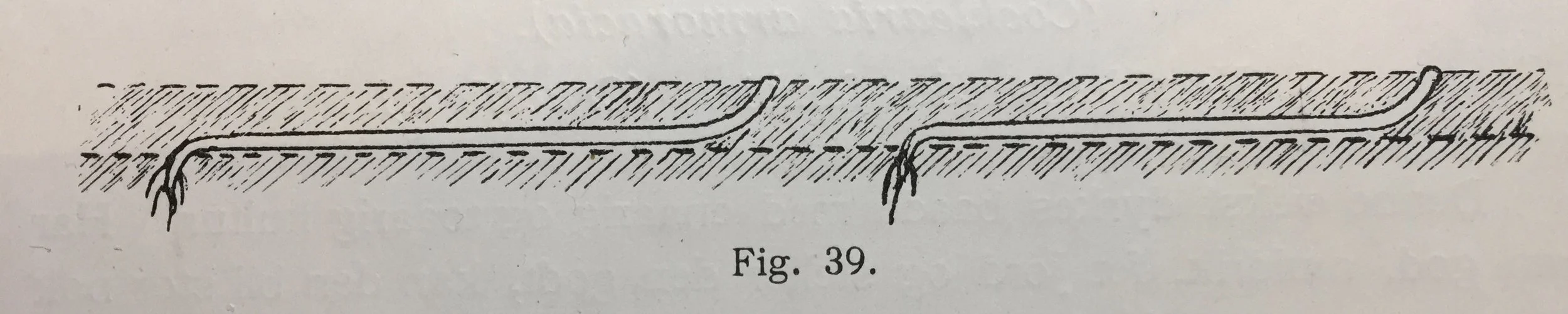 Slik dyrket de pepperrot for 100 år siden