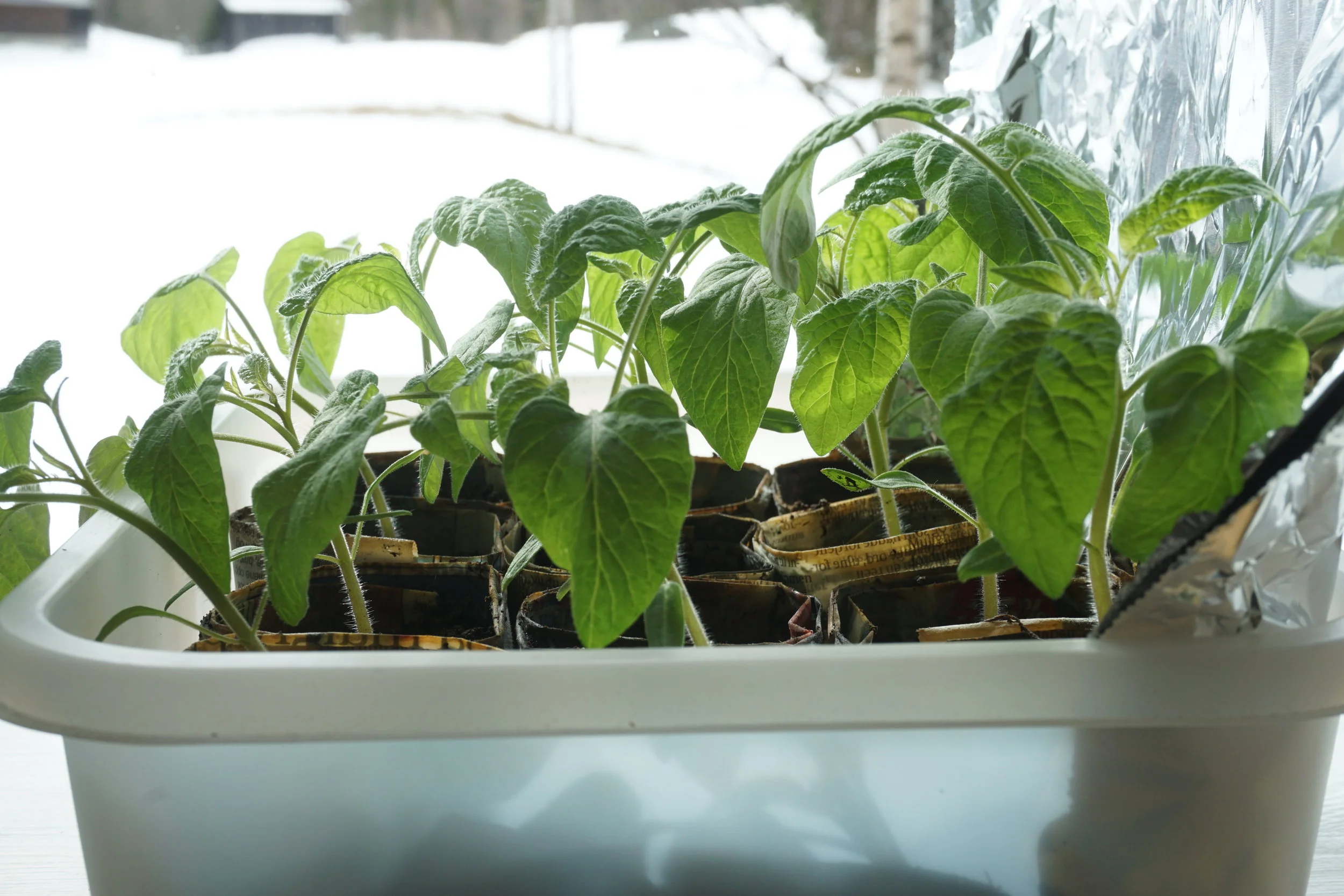 Enkel lysfangst i vinduskarmen