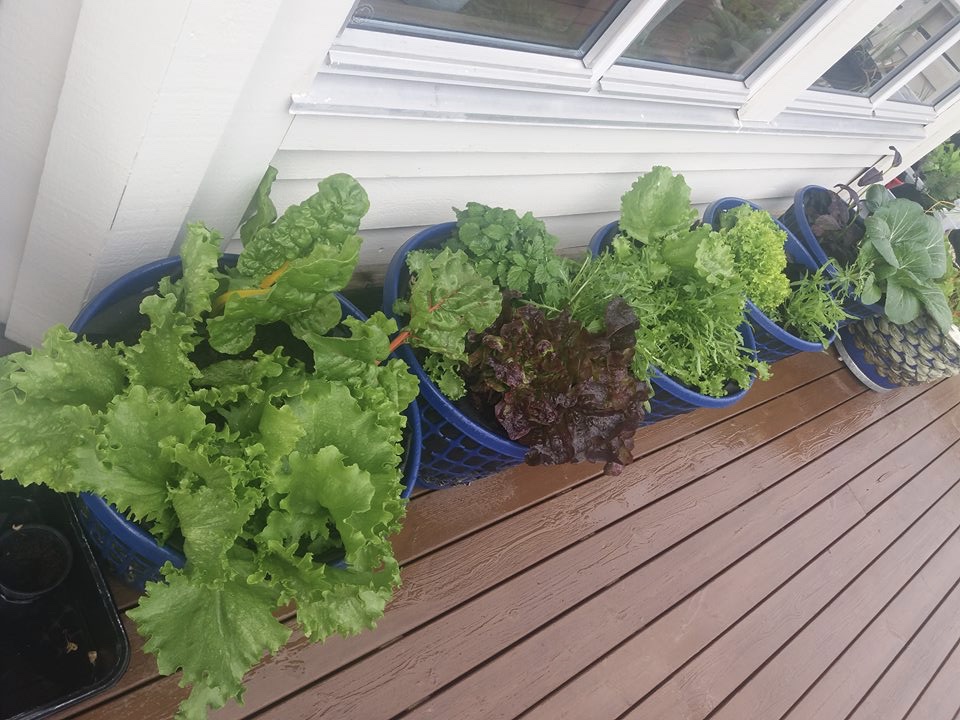 Merethe dyrker mye på verandaen også vår og høst - og omfanget øker i både mengde og arter
