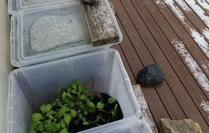 Merethe dyrker hele året på verandaen