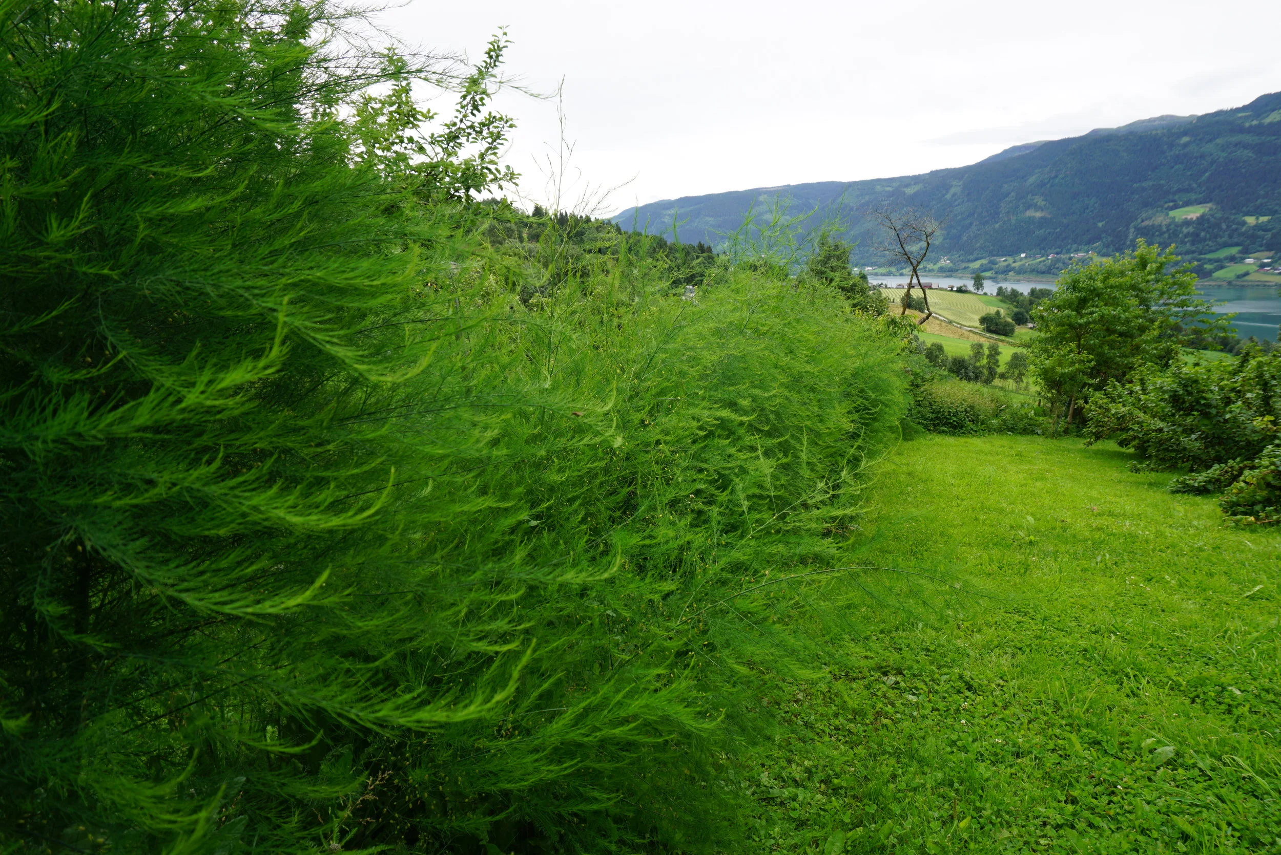 Aspargeshagen i Gudbrandsdalen