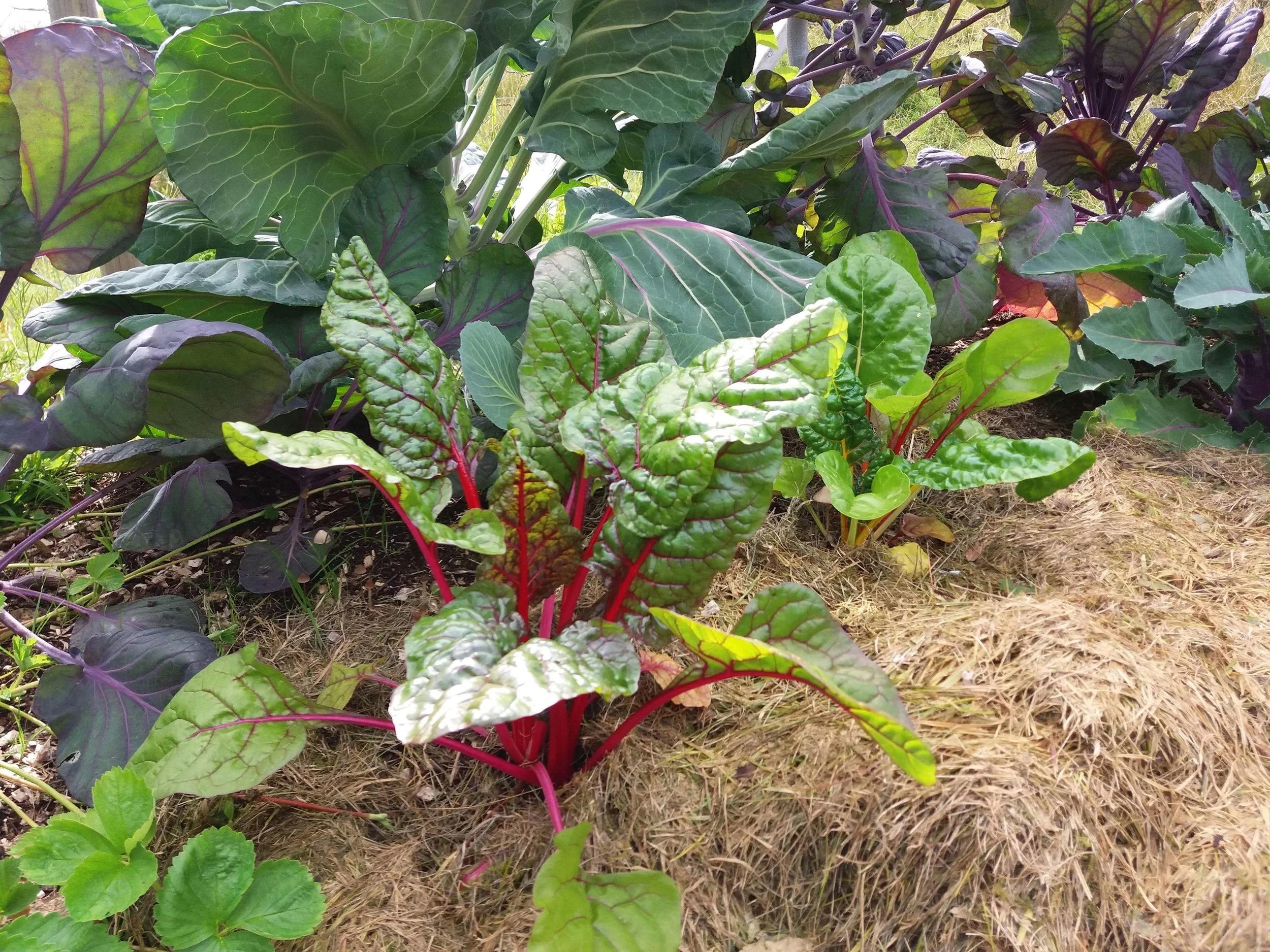 Det gror utrolig godt i mine Hugelbed