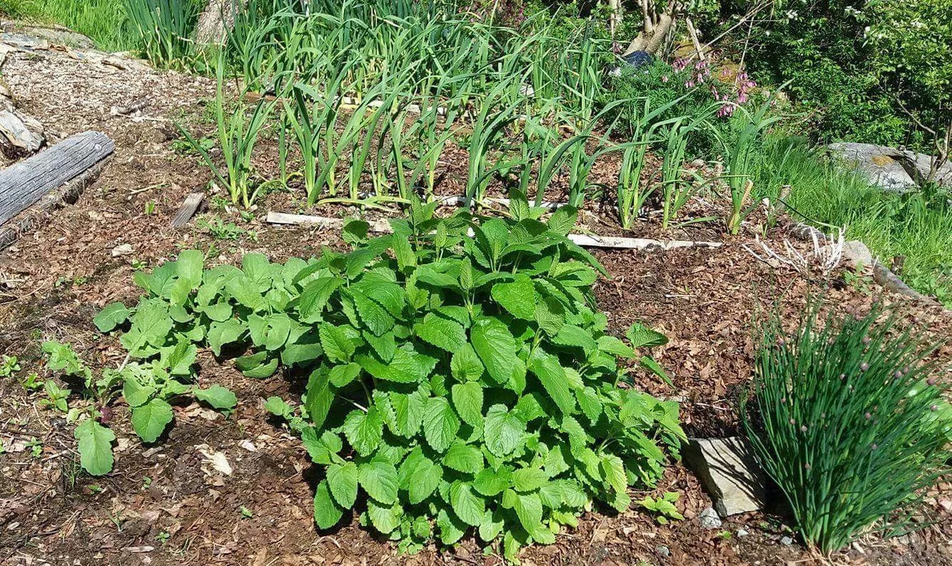 Hugelbed er både tørkesterke og godt drenerende - de fungerer derfor i alle slags vær