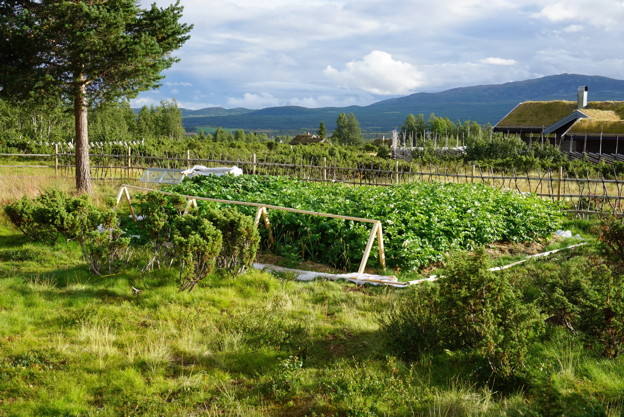 Kjøkkenhagen på hytta 940 moh på Syndin
